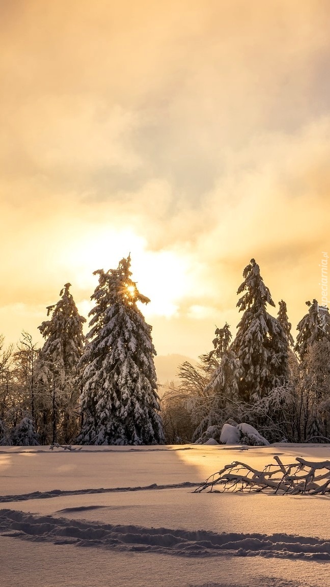 Wschód słońca nad zimowym lasem