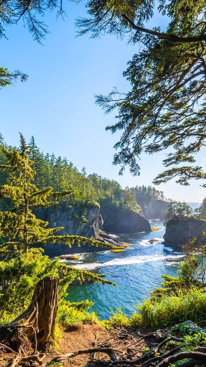 Wybrzeże na przylądku Cape Flattery