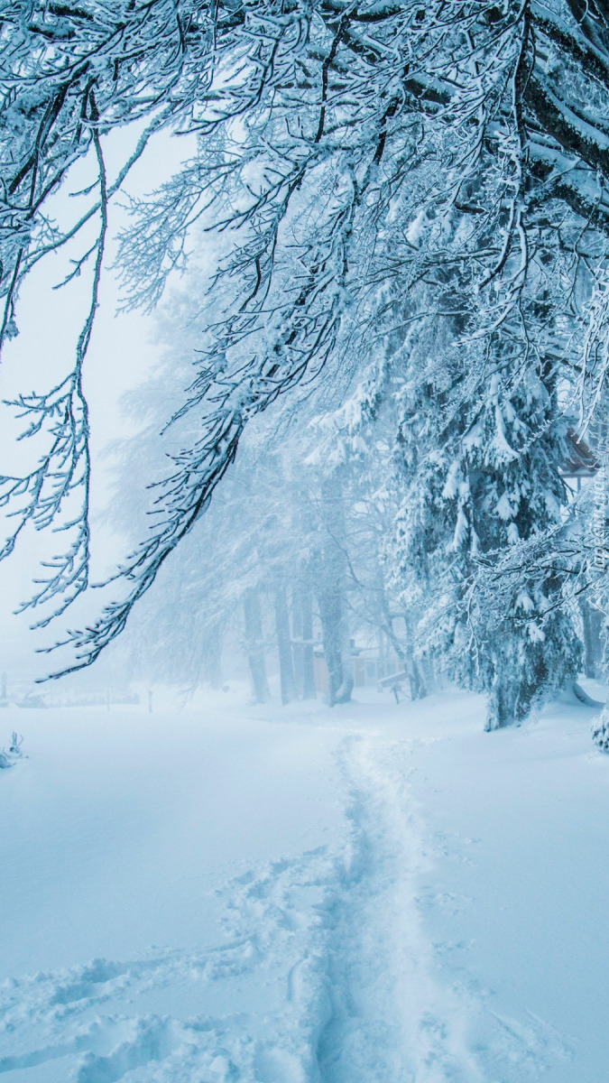 Wydeptana w śniegu ścieżka pod drzewami