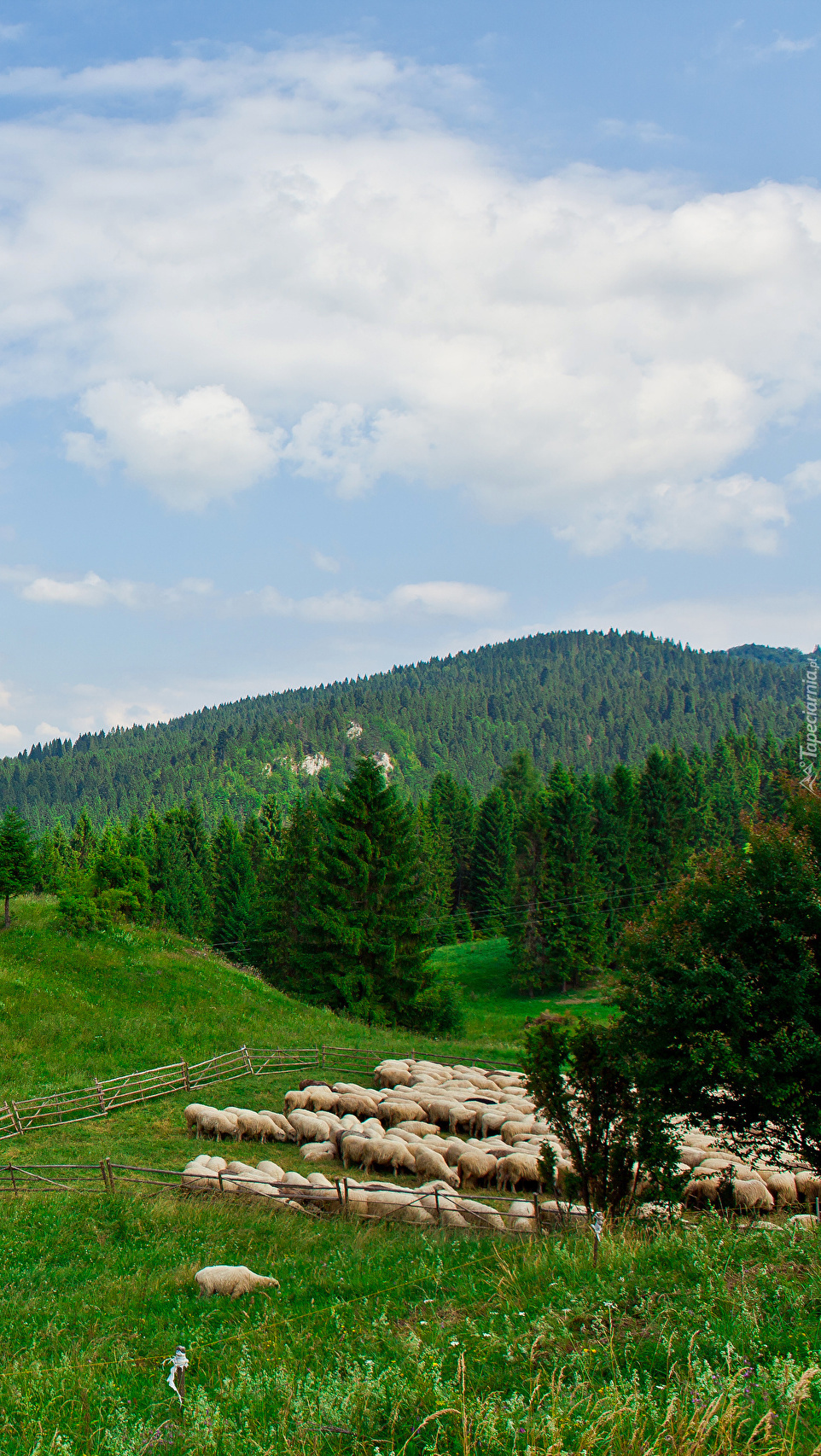 Wypas owiec w górach