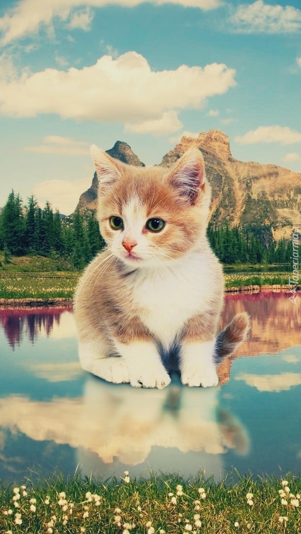 Wyrośnięty kotek w górskim jeziorze