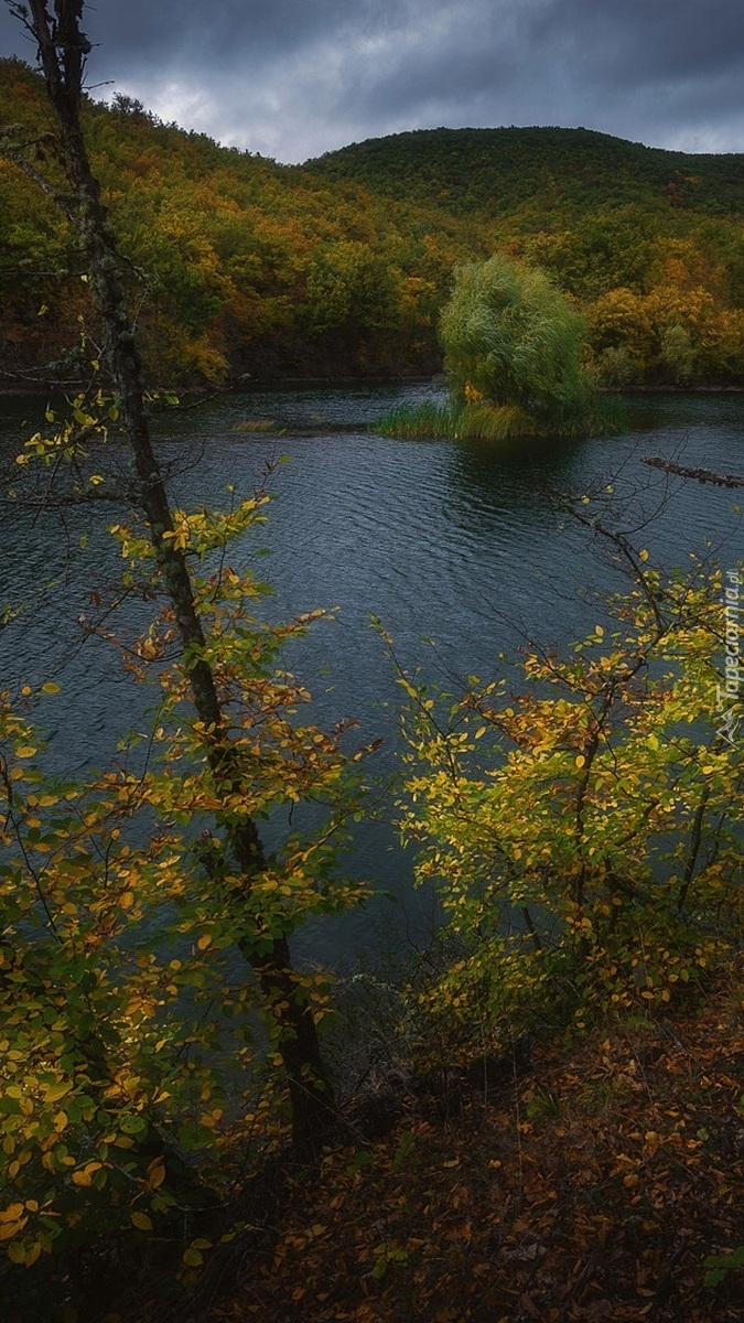 Wysepka z drzewami na jeziorze