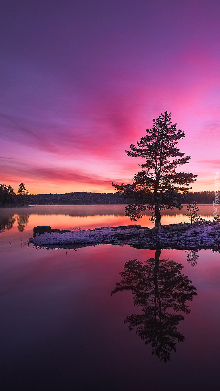 Wysepka z drzewami na norweskim jeziorze o zachodzie słońca