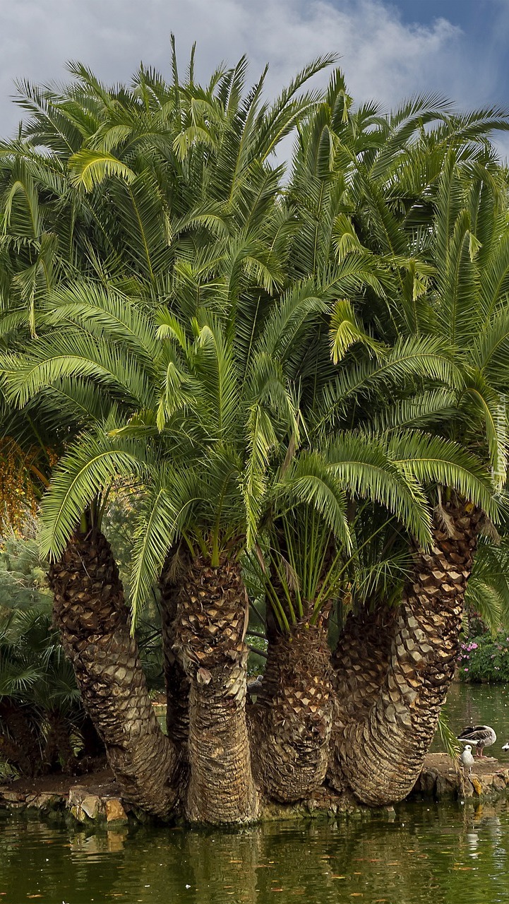 Wysepka z palmami na stawie