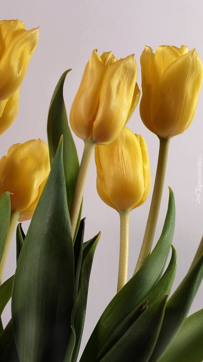 Wysmukłe żółte tulipany