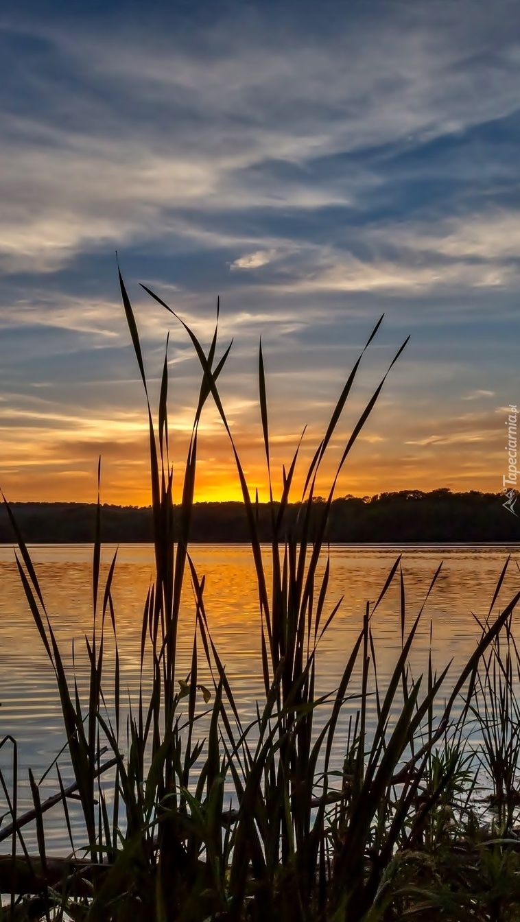 Wysoka trawa nad jeziorem o zachodzie słońca