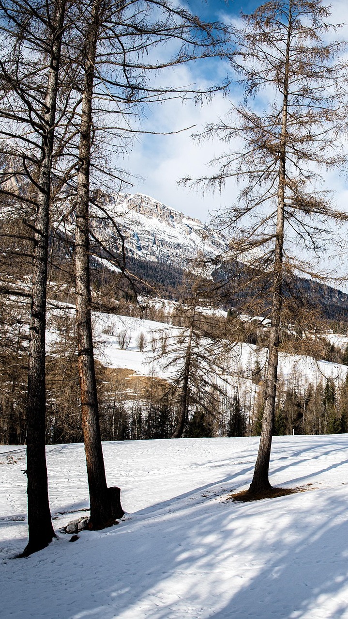 Wysokie drzewa iglaste w śniegu na tle ośnieżonych gór