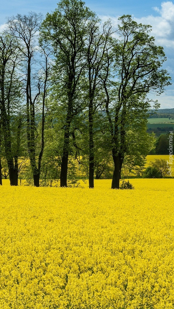 Wysokie drzewa na polu rzepakowym