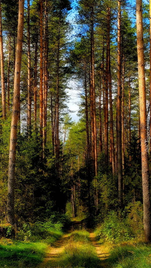 Wysokie drzewa przy leśnej drodze