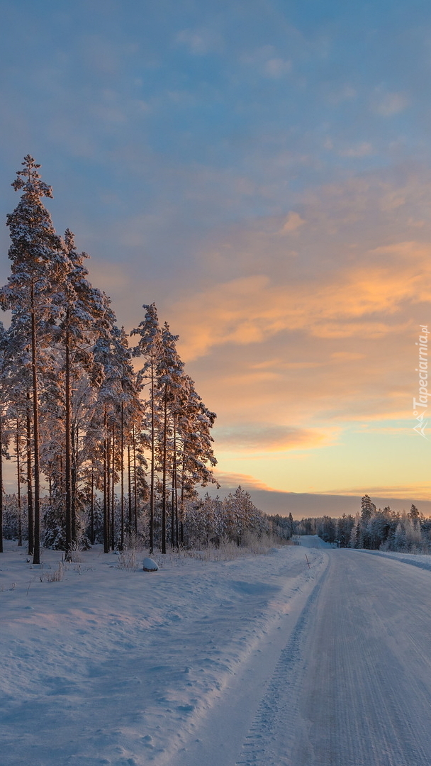 Wysokie drzewa przy zaśnieżonej drodze