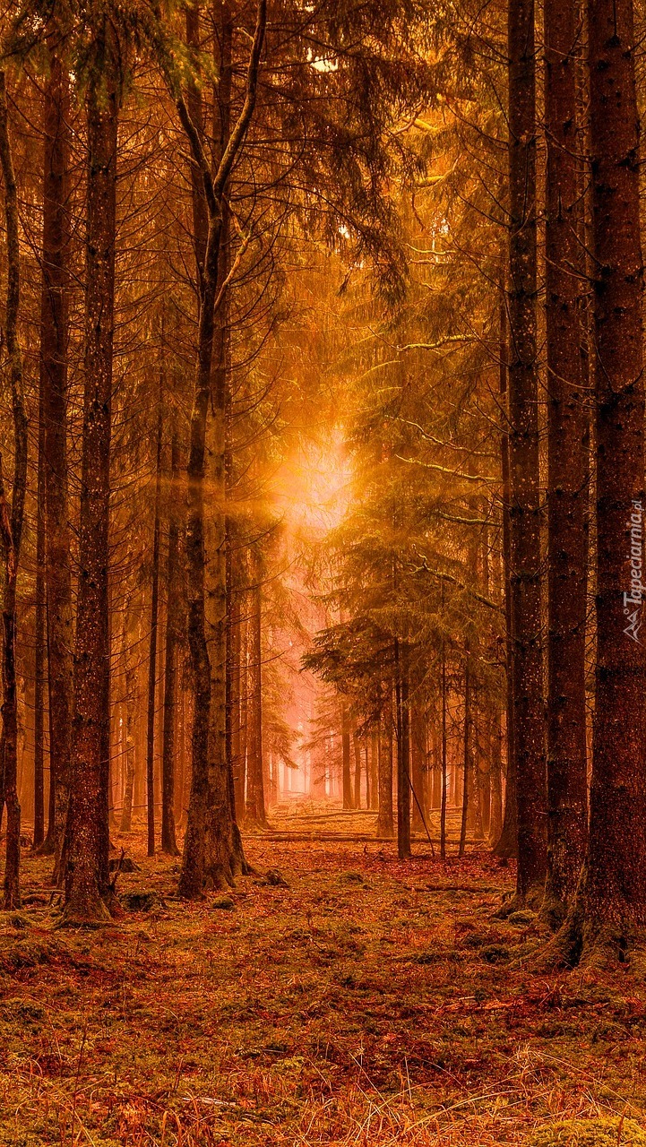 Wysokie drzewa w lesie