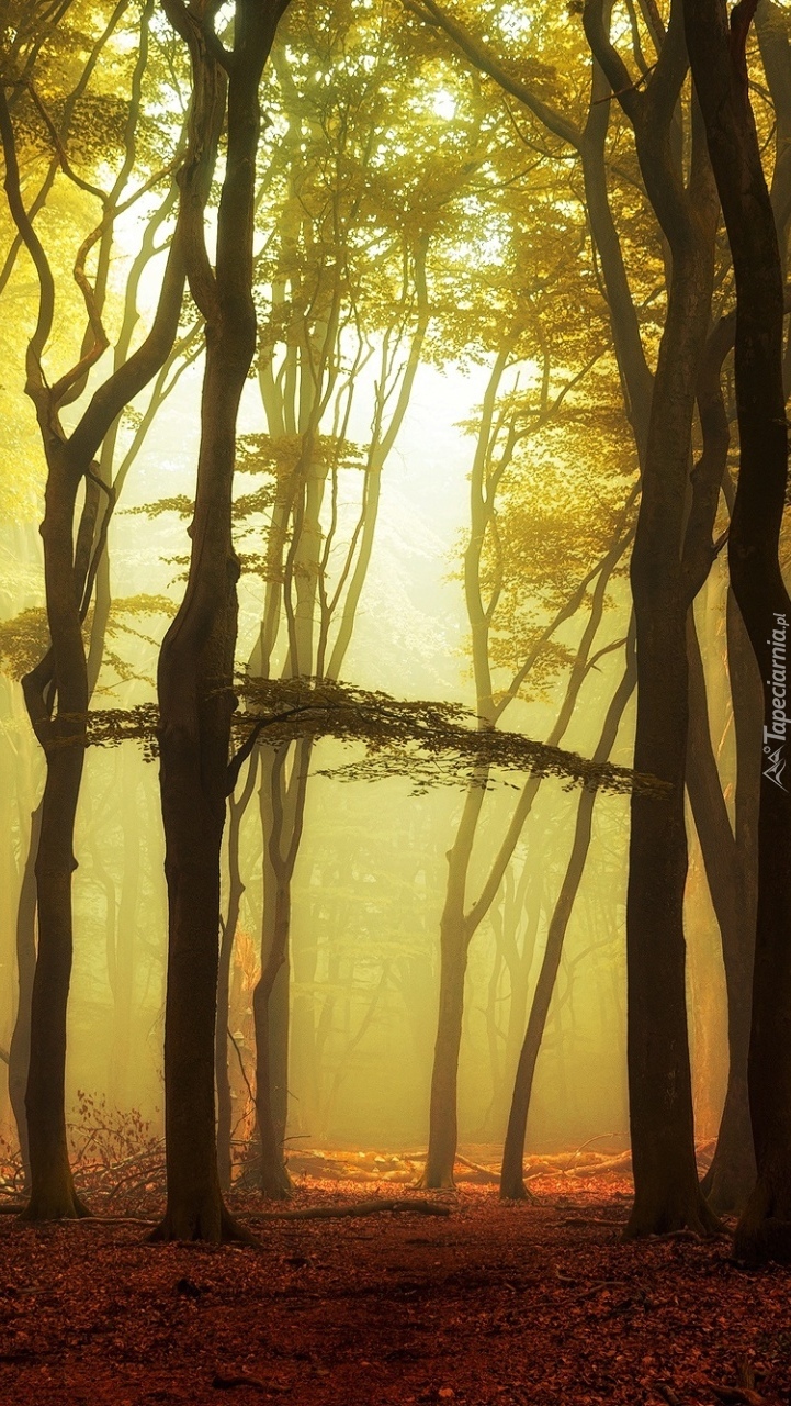 Wysokie drzewa w lesie osnutym mgłą
