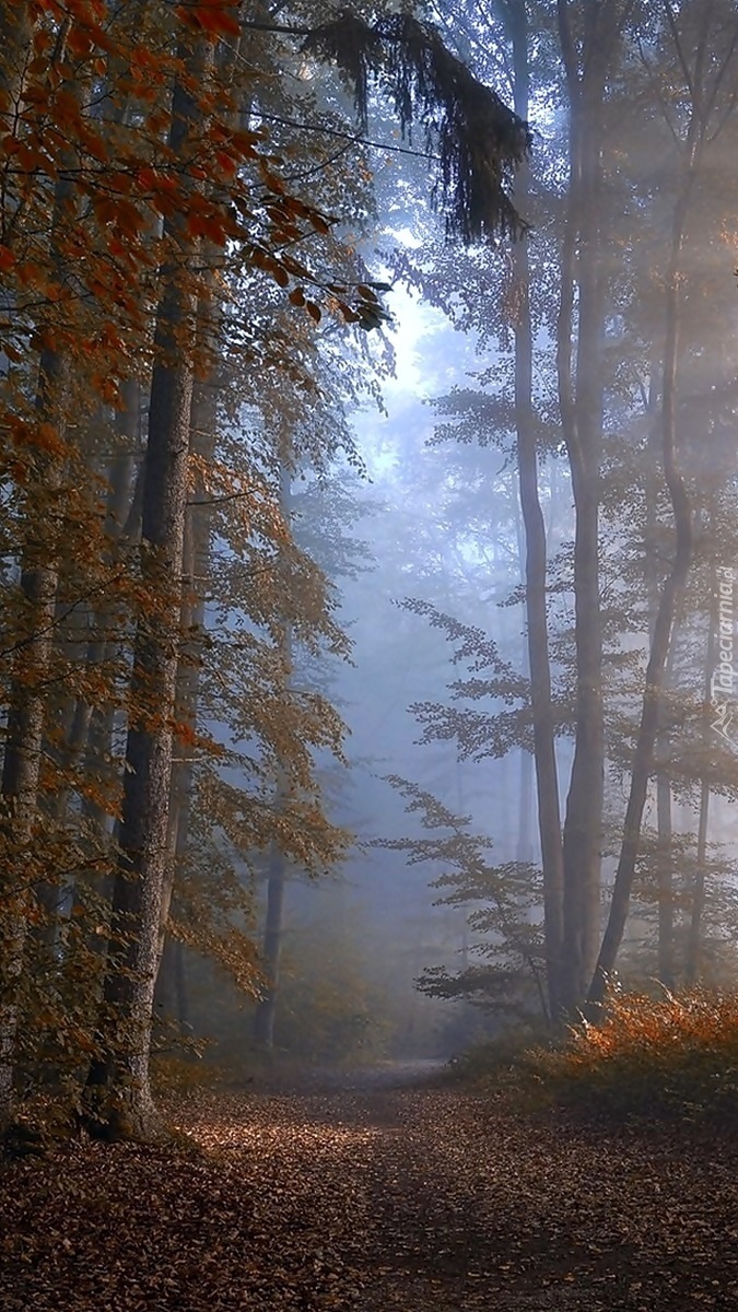 Wysokie drzewa we mgle
