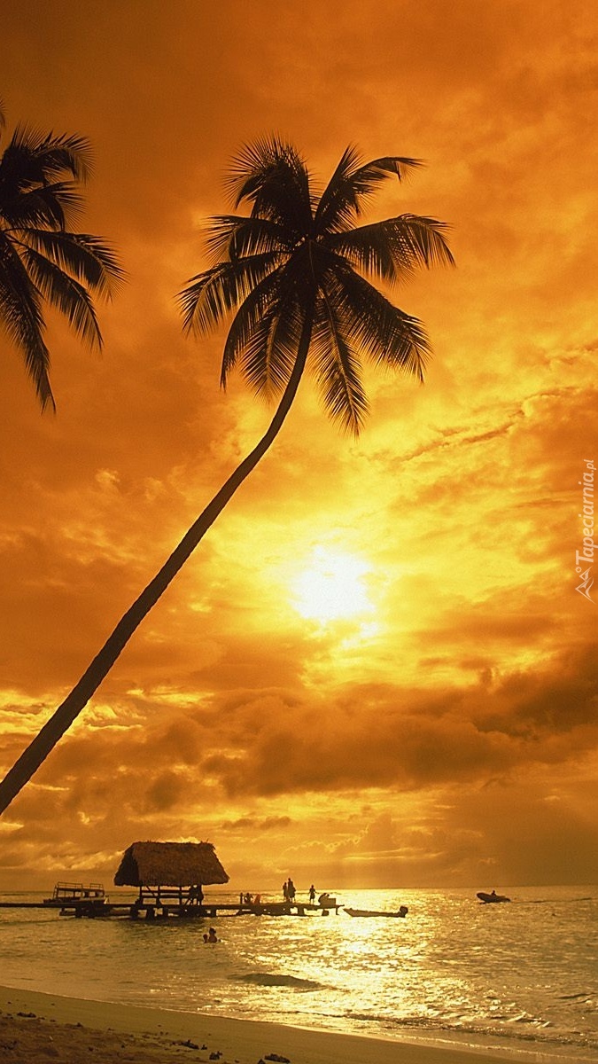Wysokie palmy na plaży w blasku zachodzącego słońca