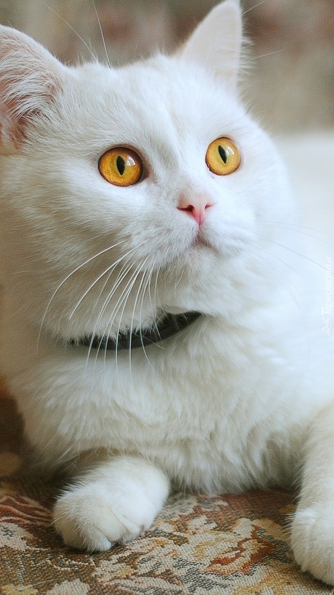 Wystraszony biały koteczek