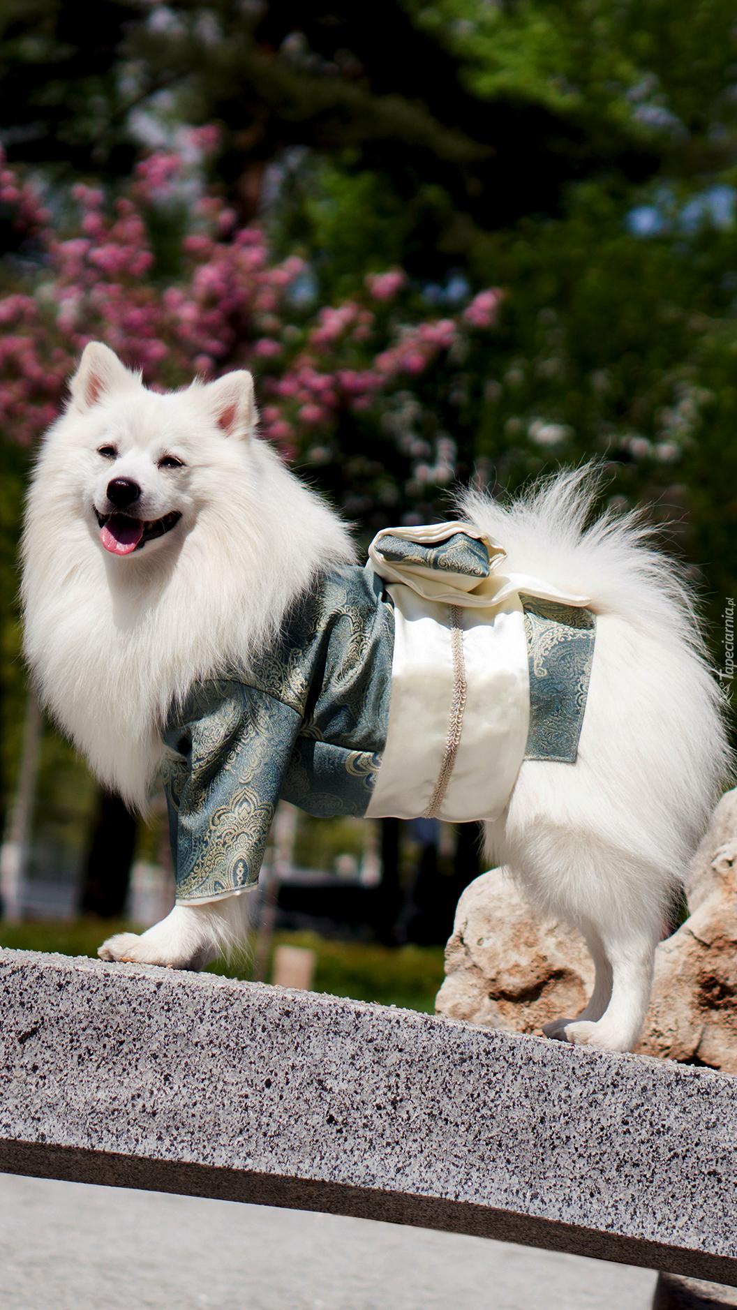 Wystrojony samojed