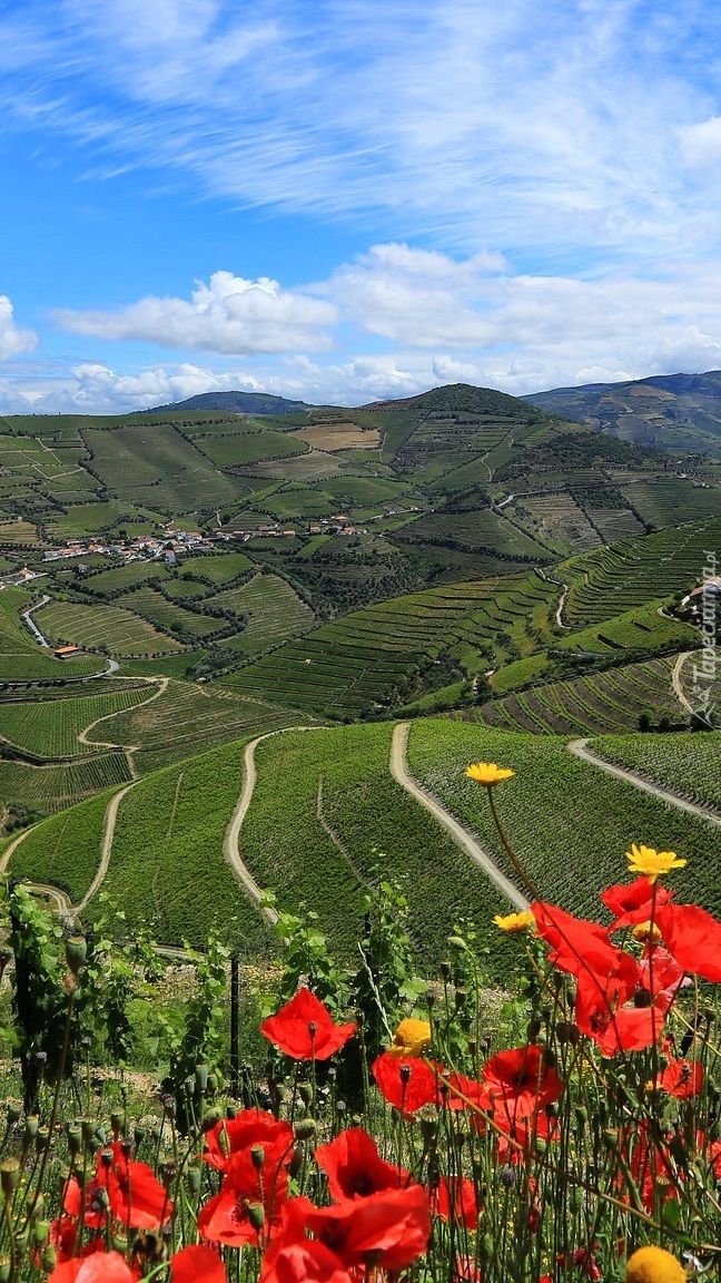 Wzgórza i pola w dolinie Douro Valley
