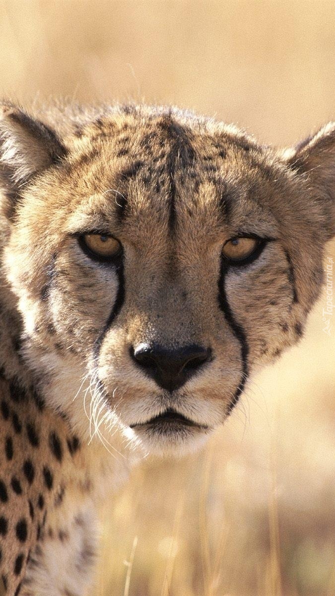 Wzrok geparda mówi miej się na baczności