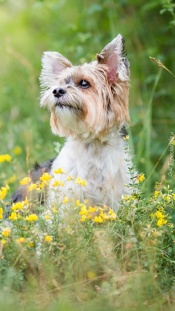 Yorkshire terrier