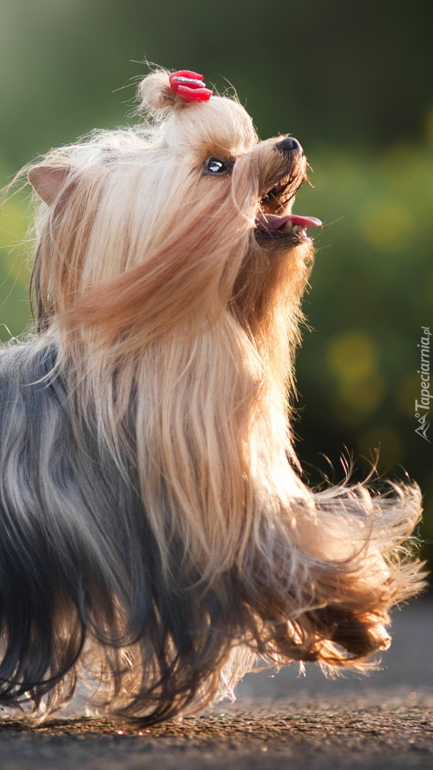 Yorkshire terrier