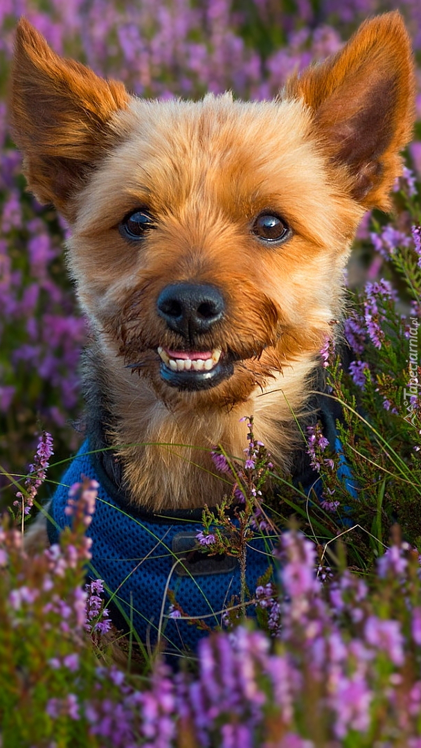 Yorkshire terrier