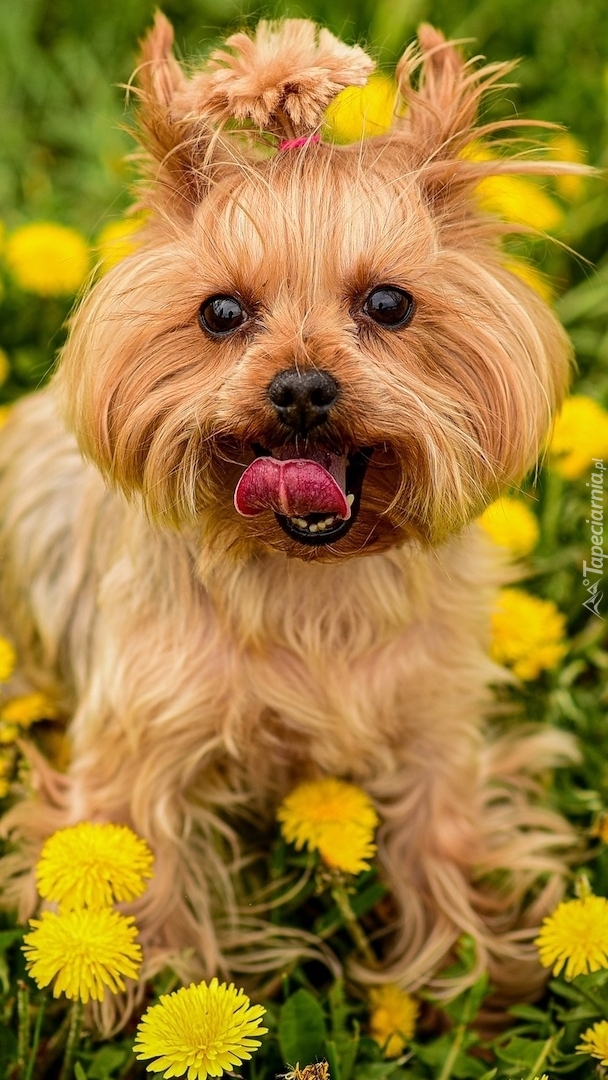 Yorkshire terrier