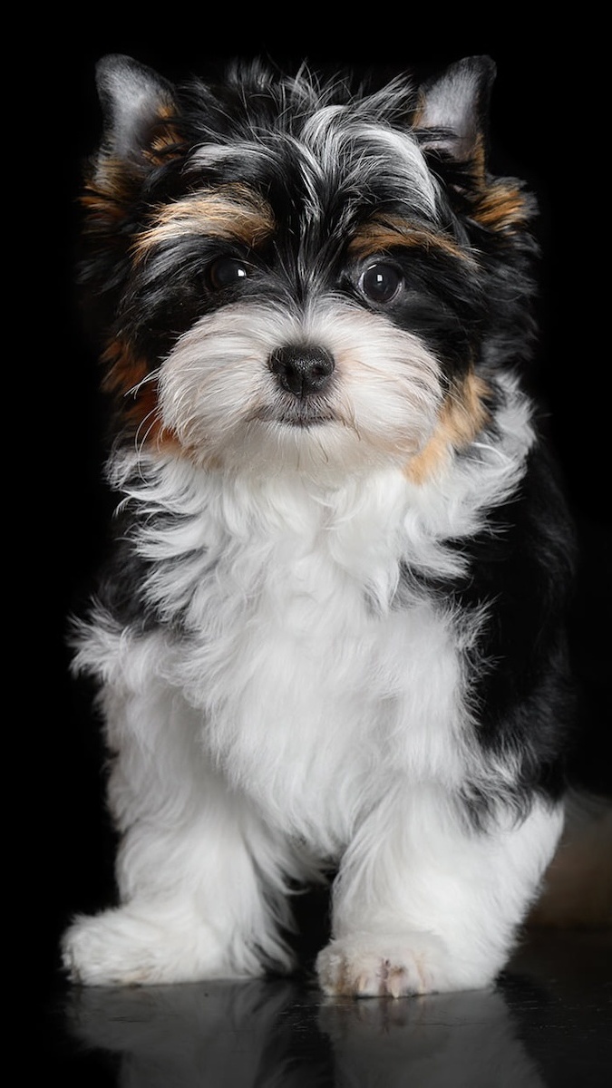 Yorkshire terrier biewer
