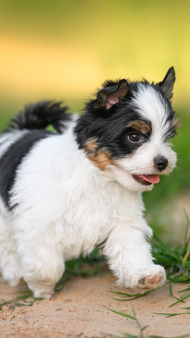 Yorkshire terrier biewer