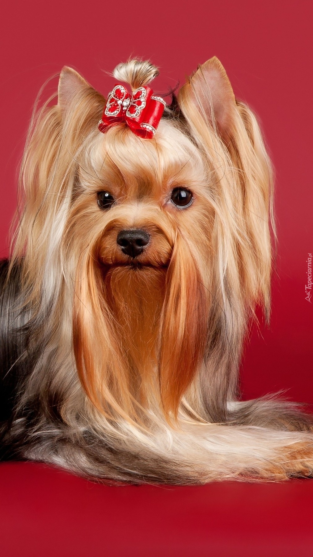 Yorkshire terrier długowłosy z kokardką