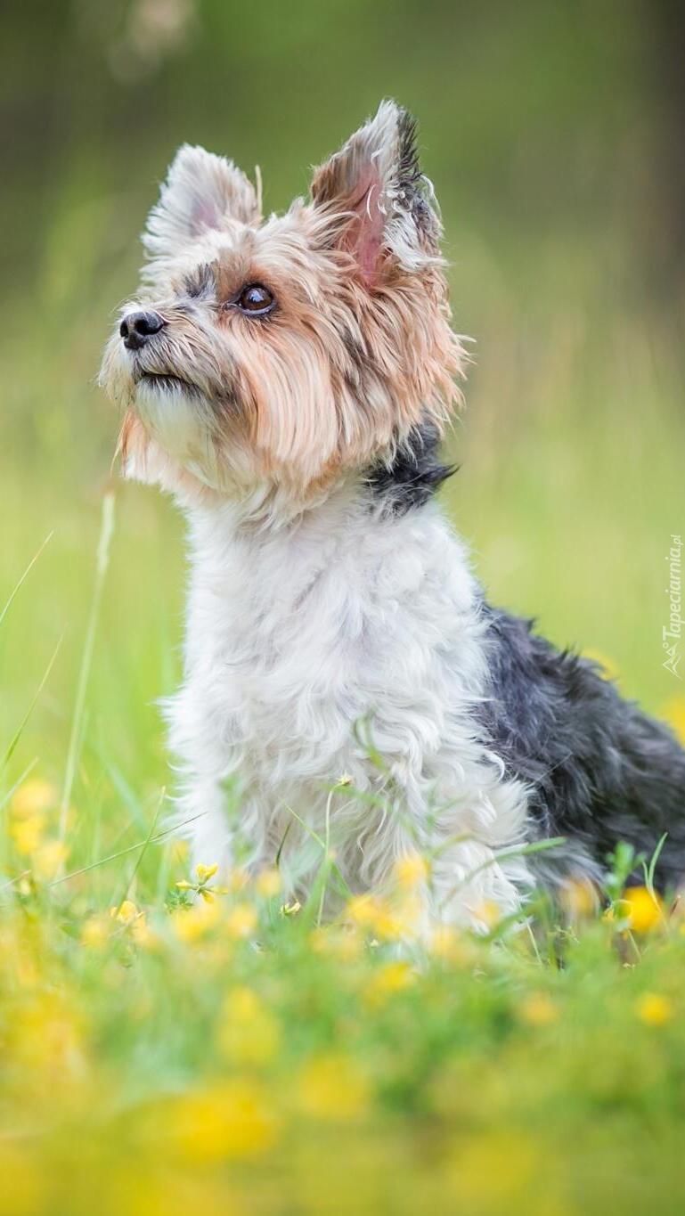 Yorkshire terrier na łące