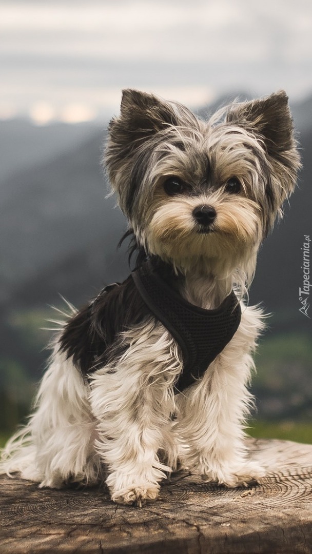 Yorkshire terrier na pieńku