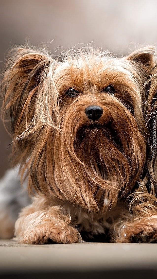 Yorkshire terrier