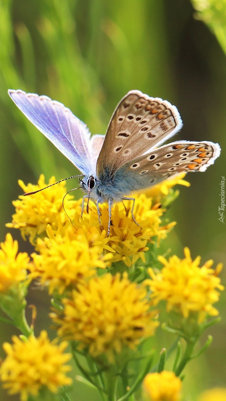 Z kwiatka na kwiatek skacze sobie motylek modraszek