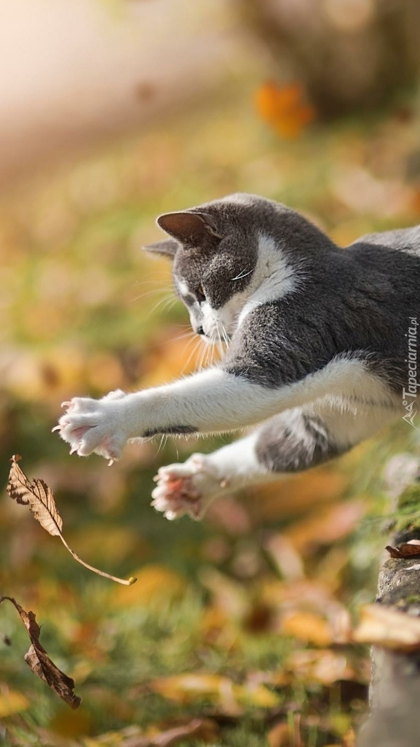 Zabawa kota z jesiennym liściem