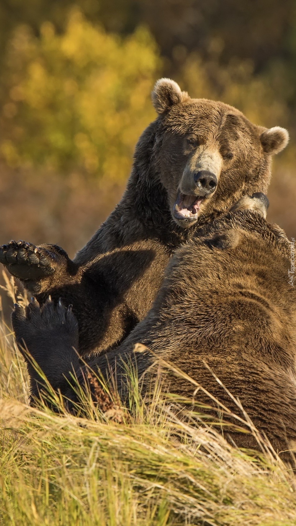 Zabawa niedźwiedzi brunatnych