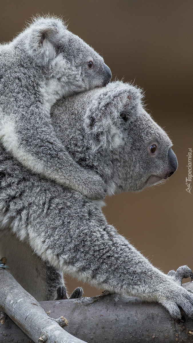 Zabawne misie koala
