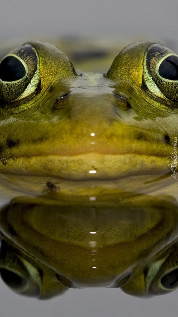 Żabie oczy