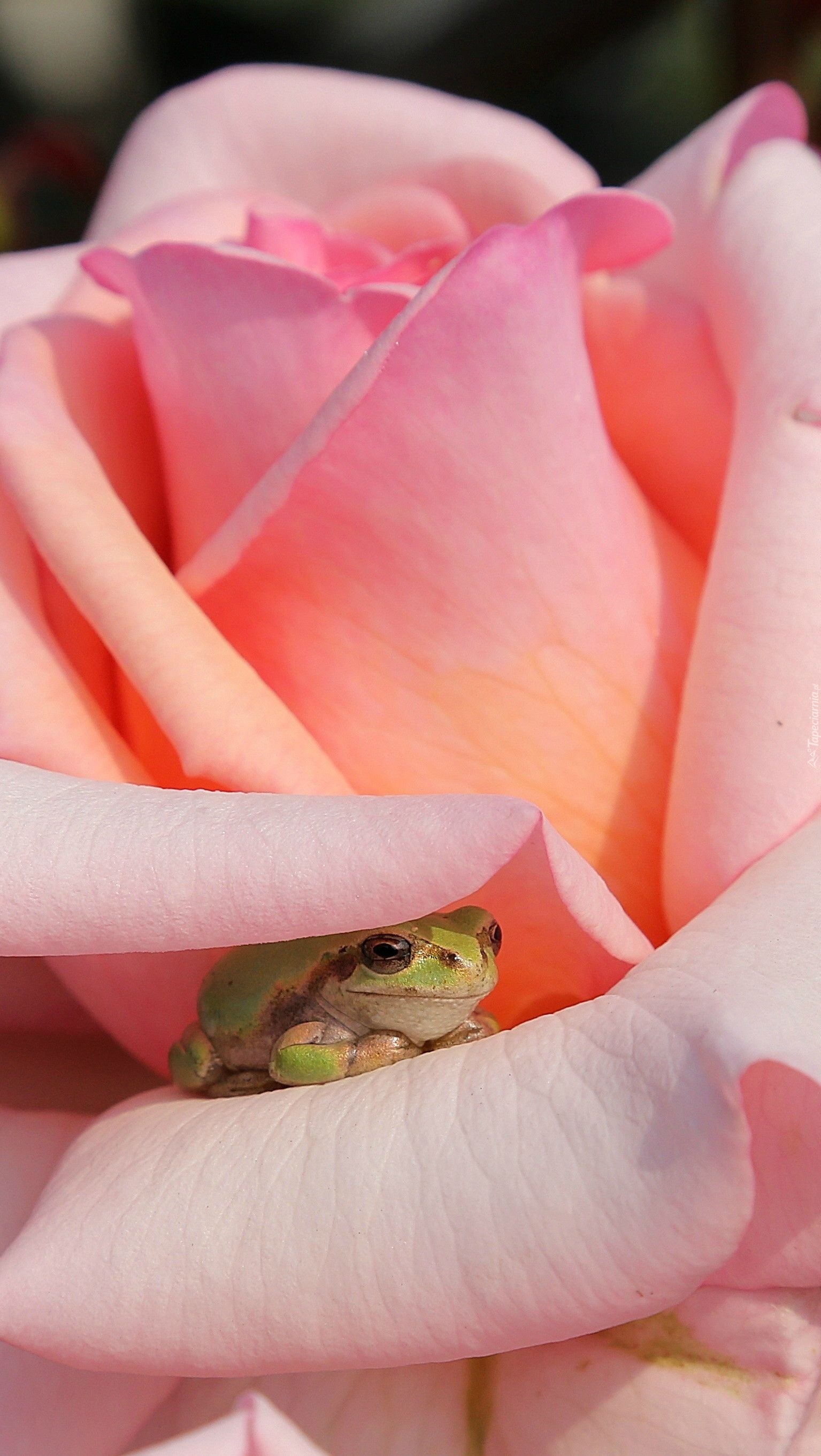 Żabka na płatku róży