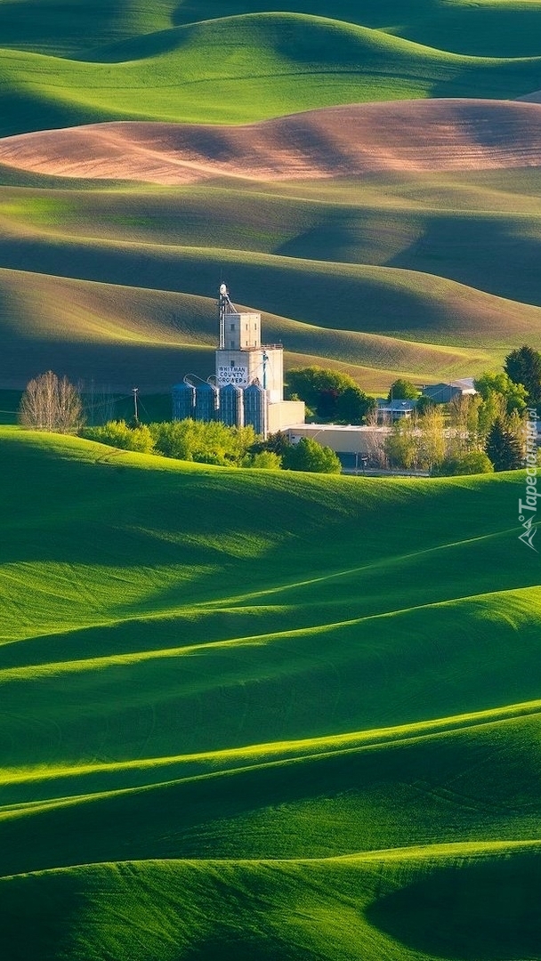 Zabudowania i pola na wzgórzach Palouse