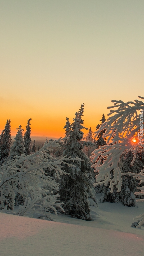 Zachód słońca i zimowe drzewa