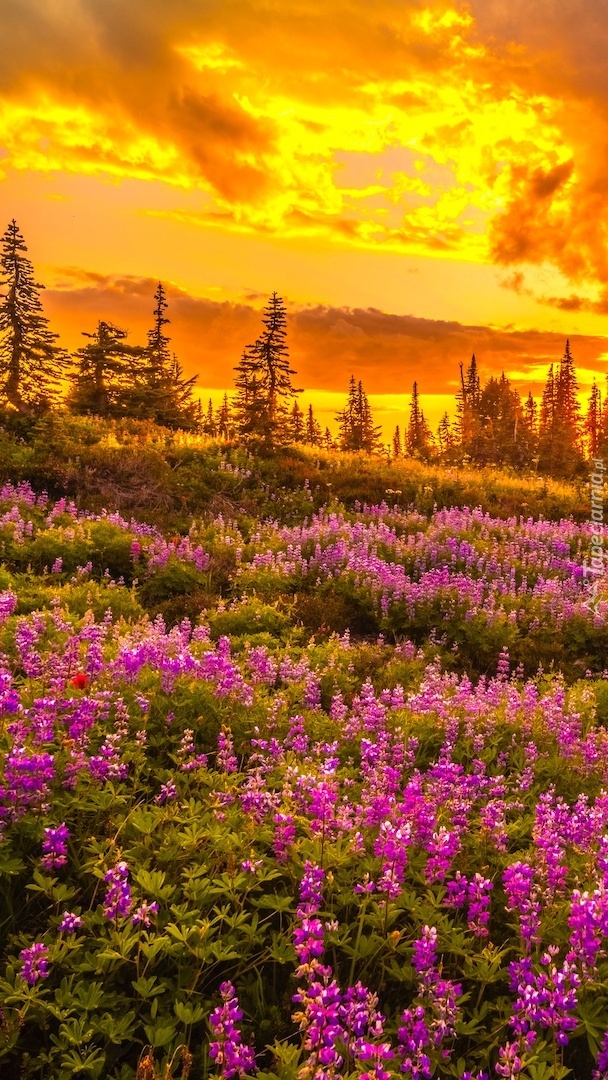 Zachód słońca nad Parkiem Narodowym Mount Rainier