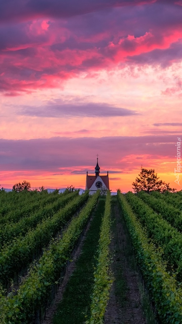 Zachód słońca nad winnicami w Endingen