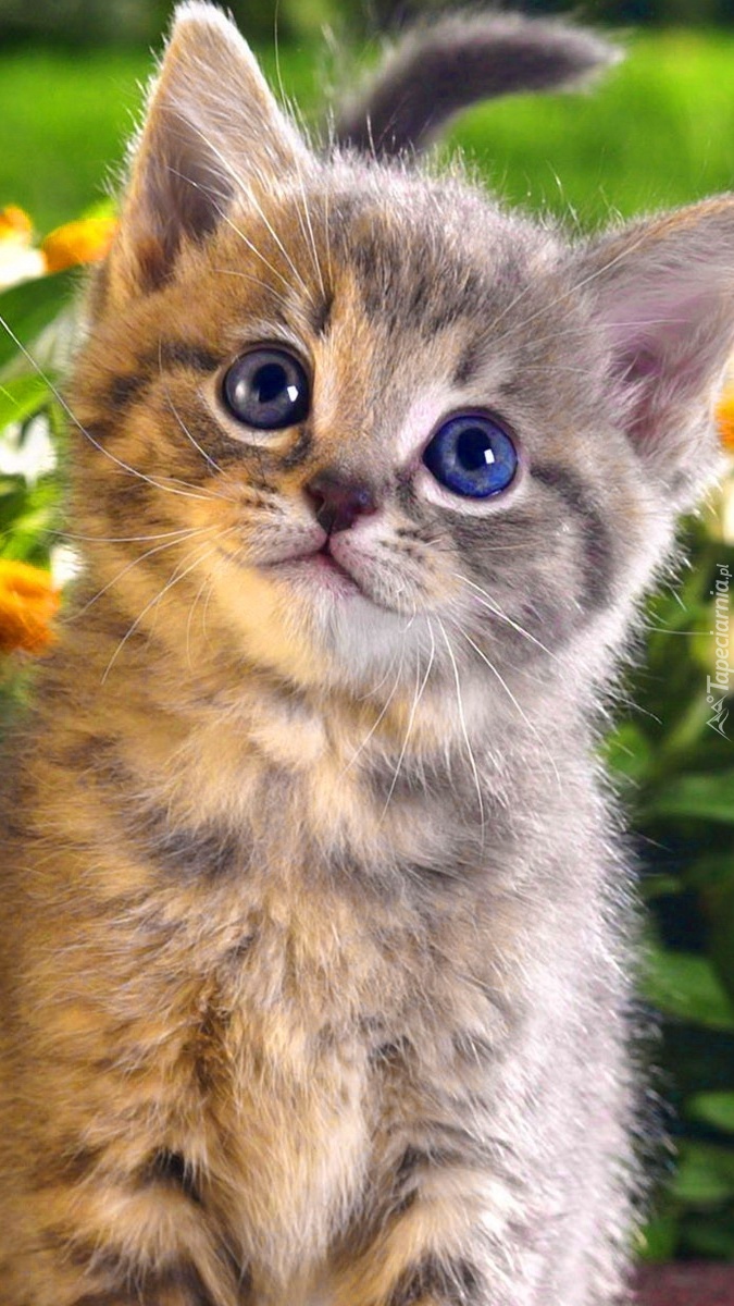 Zaciekawione oczy małego kotka