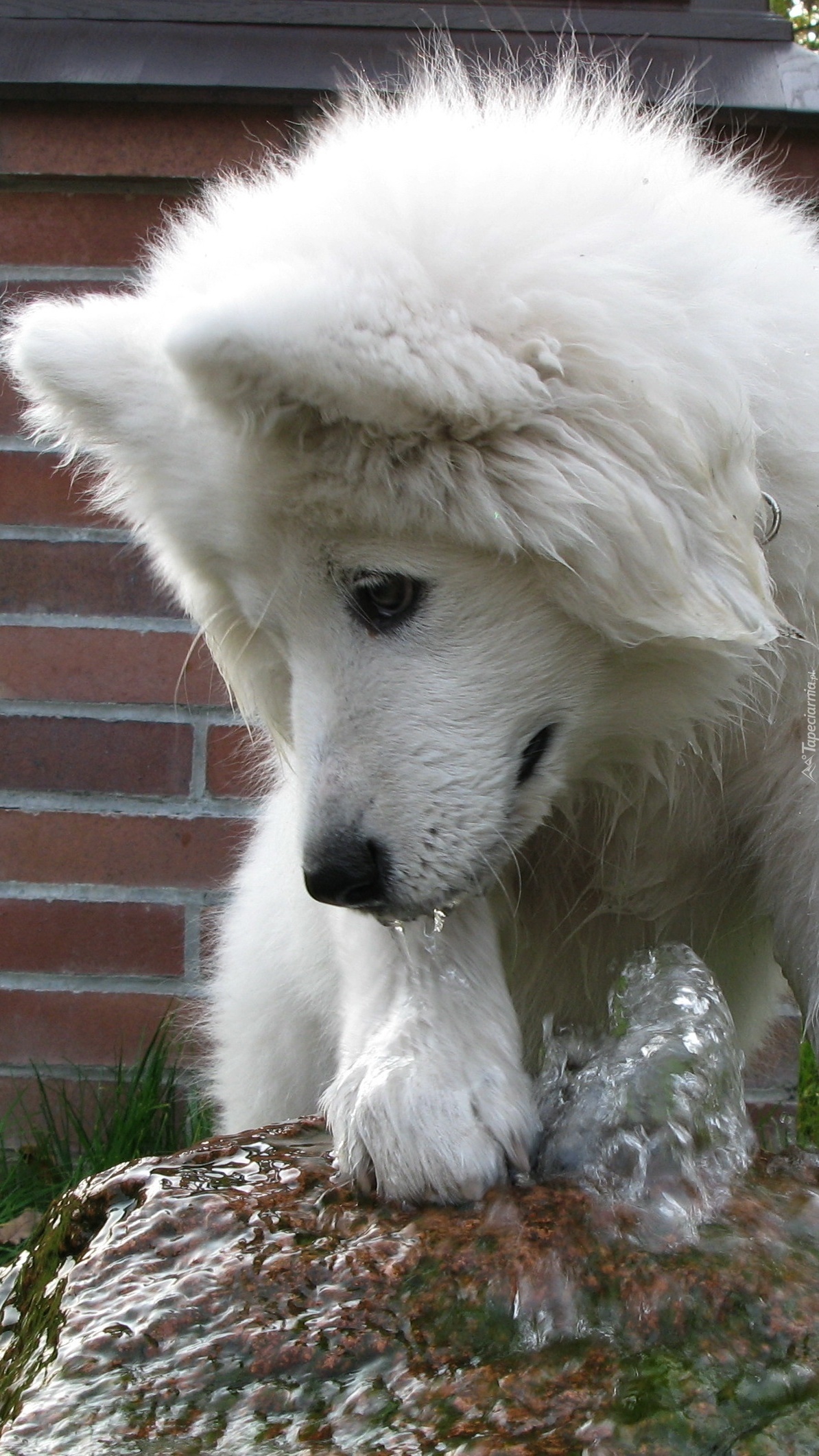 Zaciekawiony samojed