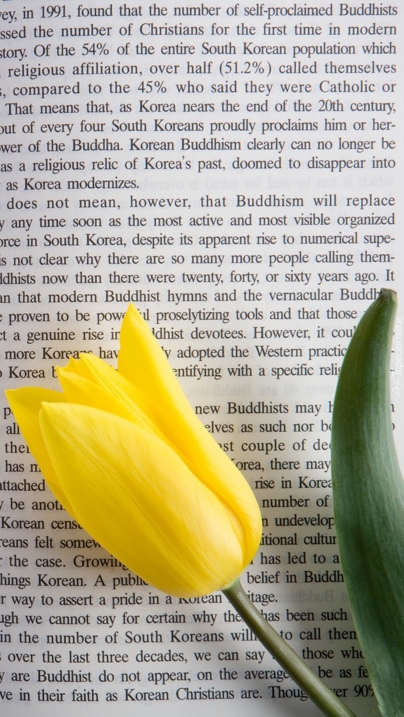 Zaczytany tulipan