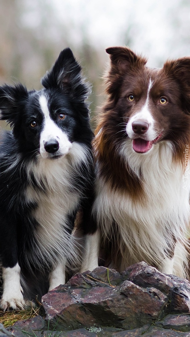 Zadowolone border collie