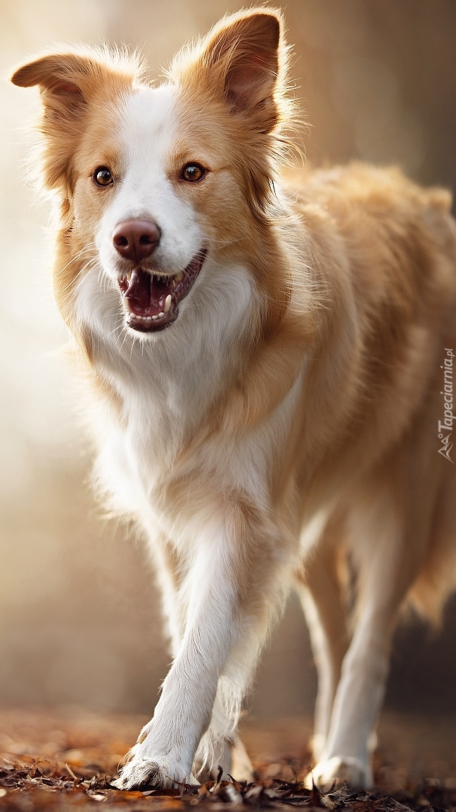 Zadowolony border collie