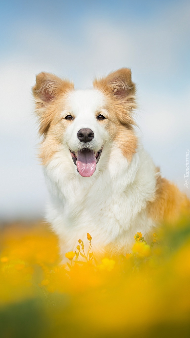 Zadowolony pies border collie na łące