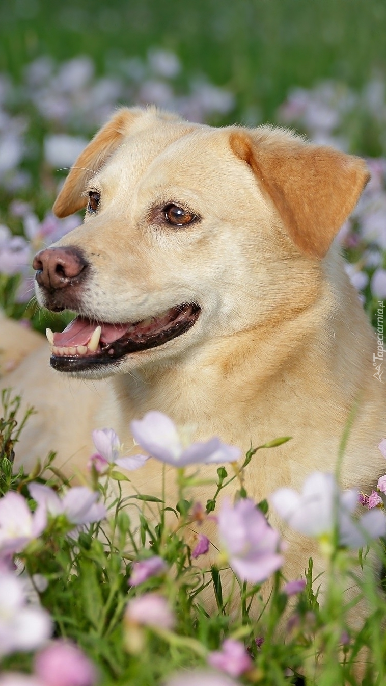 Zadowolony pies w kwiatach