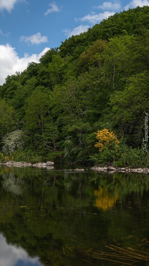 Zalesiona góra nad rzeką